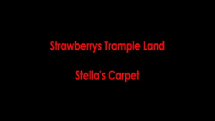 Stellas Carpet