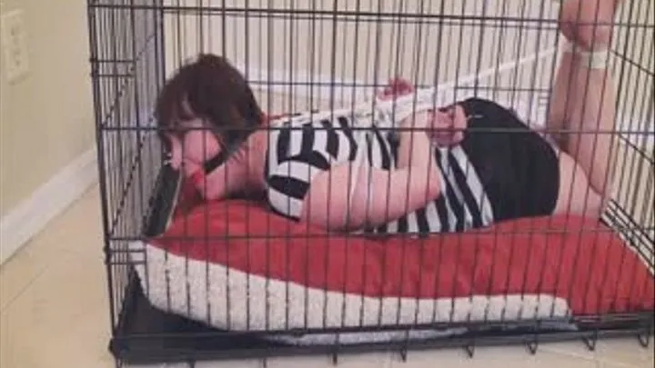 Lauri Adverb is hogtied in the cage