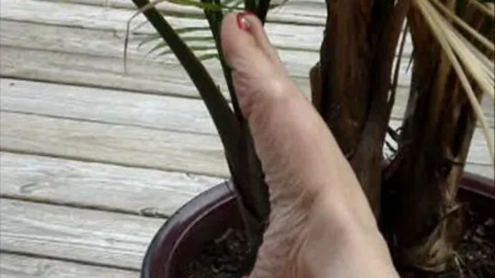 SEXY TOE WIGGLING