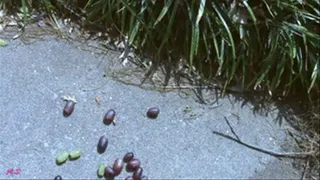 Alexa Crushed Fruit With High Heels