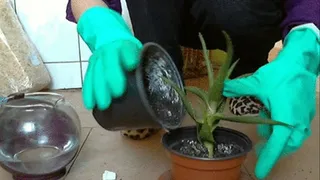 Replanting aloe in rubber gloves