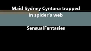 Sydney spider webbed
