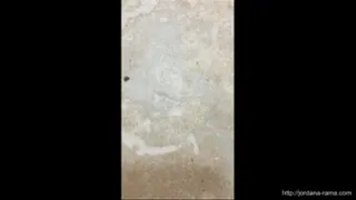 Crushing Ants