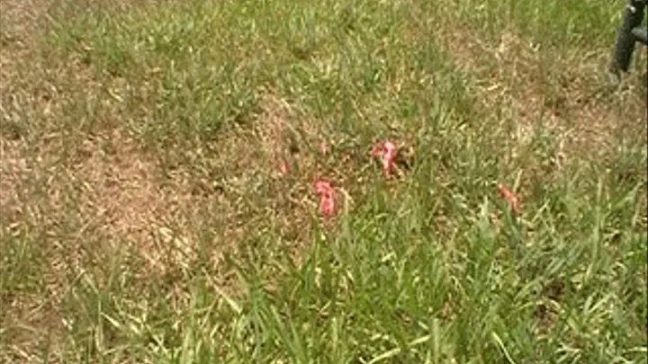 Pink Water Balloons