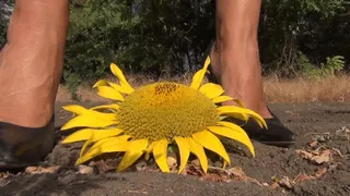 Flattened the sunflowers a