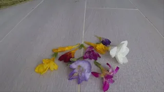 TOE TAPPING AND CRUSH FLOWERs a