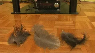 Destroy feathers