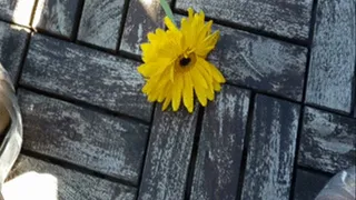 DEMISE OF A SUNFLOWER! A GODDESS BIANCA CRUSHING