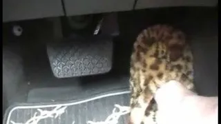 DRIVING WITH MY LEOPARD SLIPPERS