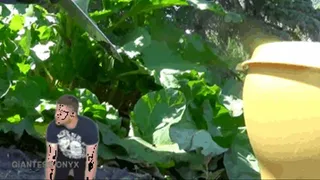 Harvesting Rhubarb Megalopolis - Unaware Giantess