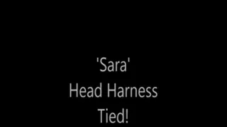 'Sara'.....Head Harness Tied!.....