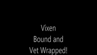 Vixen Bound and Vet Wrapped!