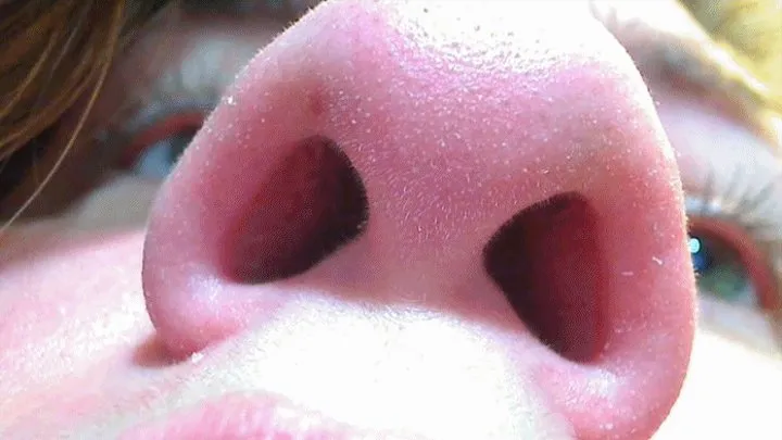 CloseUp Pig Nose