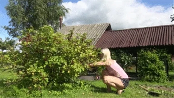 Digging sewing chopping a big bush (damsel in )