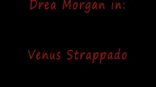Venus Strappado