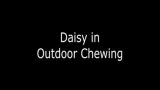 Daisy Chewing