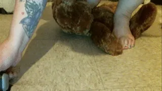 extended close up teddy bear trample