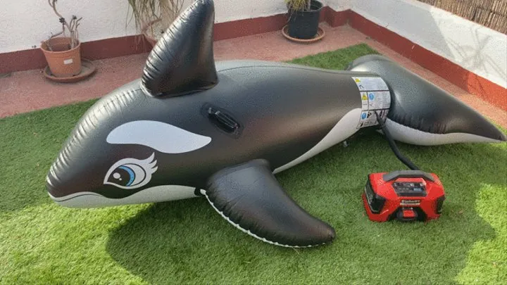 Bouncing all over my large black whale inflatable