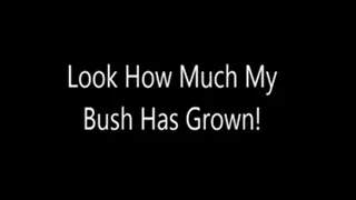 Look How Much My Bush Has Grown!