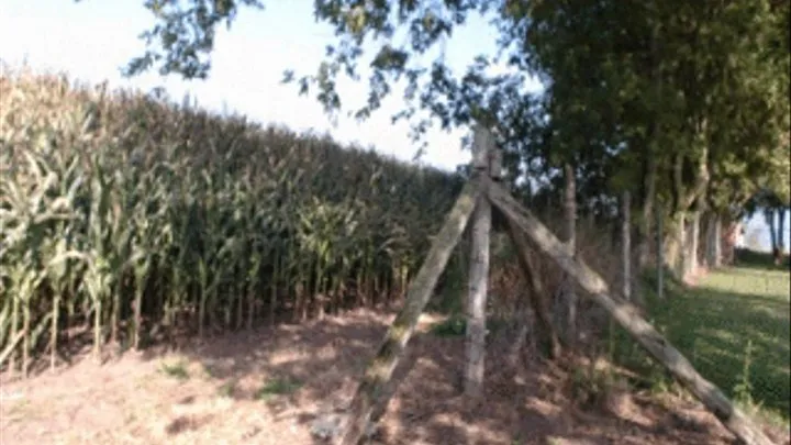 Farmer Suzy Checks The Corn