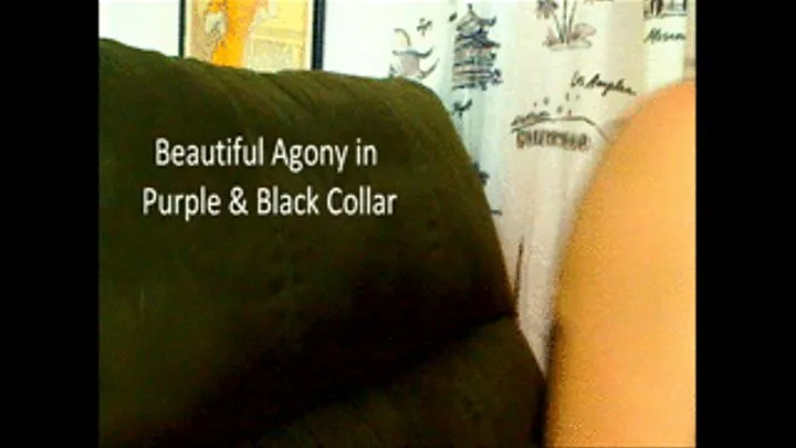 Beautiful Agony in Purple and Black Collar