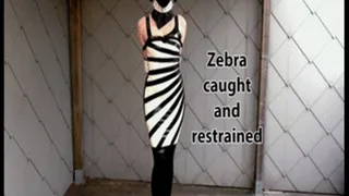 Zebra girl caught and restrained