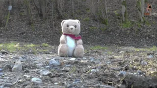 Poor Teddy