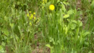 Giantess Picnic Pee