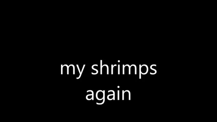 poor lil shrimps