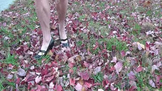 Tempest walking in leaves