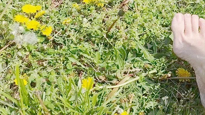 Tempest in grass with bare toes