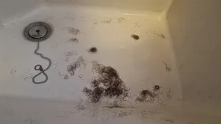 Extreme hairy pussy to shave after over 8 months of hair growth - Very hairy very extreme!