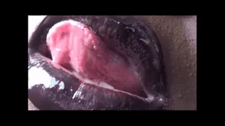 HIGH DEFINITION LIP LICKING