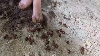 Dirty feet from crushed berries