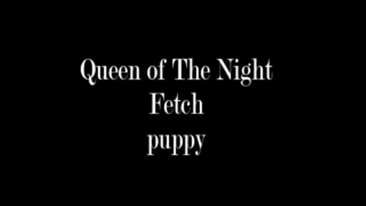 Fetch puppy Video