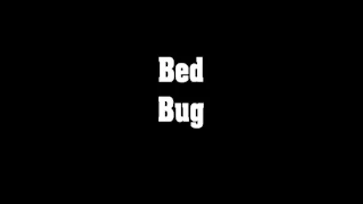 Bed Bug