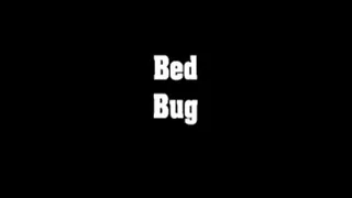 Bed Bug