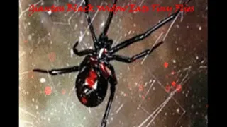 Giantess Black Widow Eats Tiny Flies