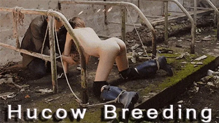 HuCow Breeding