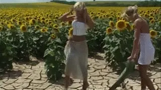 Sunflower babes