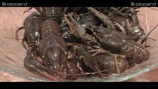 Cooking live crawfish and eat