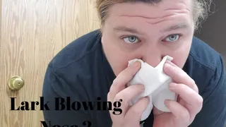 Lark Blowing Nose 2