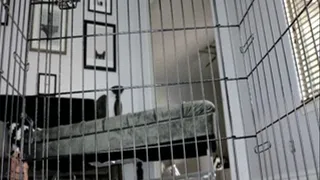 Caged, Cock Sucking, Cuckold