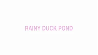 Rainy duck pond