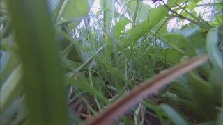 Tereza finds you in the grass