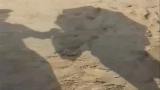 Ebony Feet Barefoot On the Beach in Sand & Water