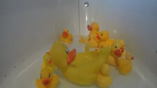 Rubber Ducky You're the One