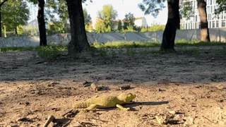 Stepping on lizard in slow motion