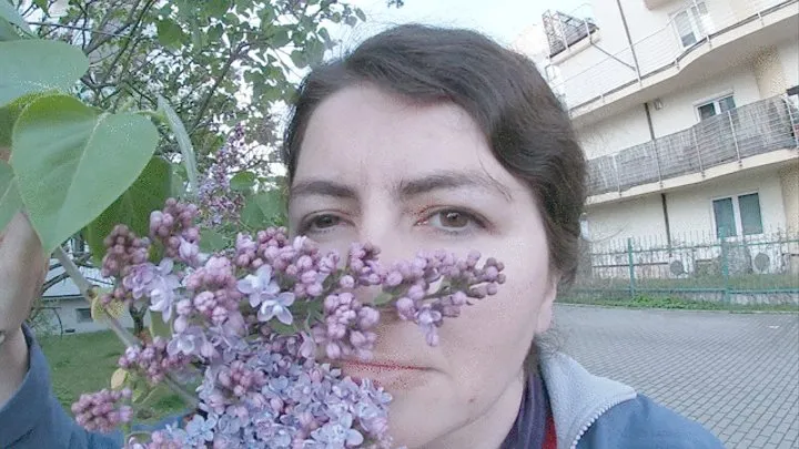 My nose loves lilacs