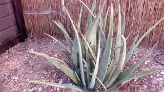 Aloe Plant